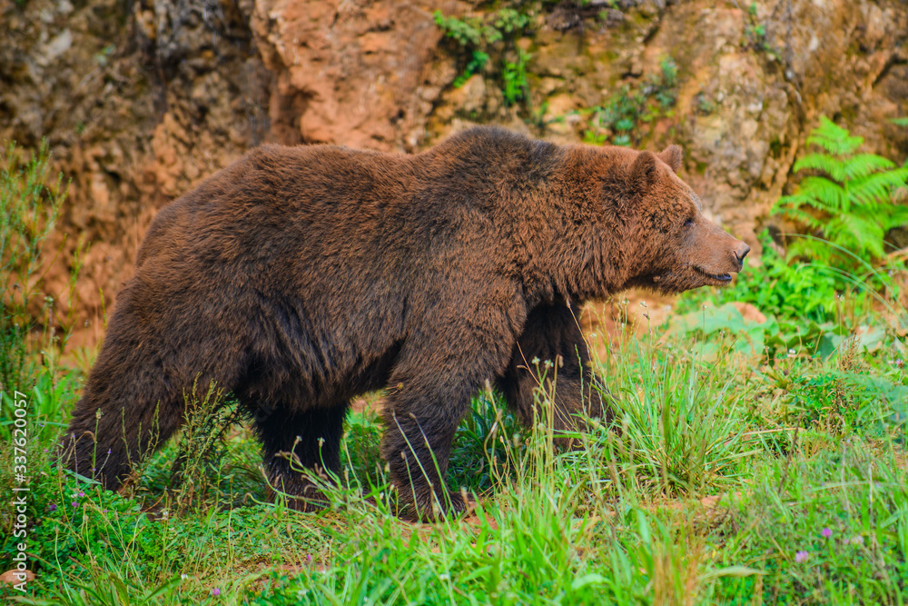 Brown bear in the Cabarceno nature park. Cantabria. Northern coast of Spain
