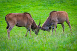 Antelopes in in the Cabarceno nature park. Cantabria. Northern coast of Spain