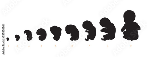 The development of the fetus of the child. Vector drawing