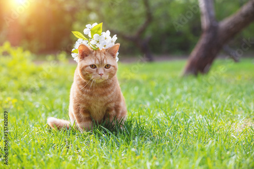 Portrait of a little kitten with cherry flowers on the head. The cat sits in a spring garden
