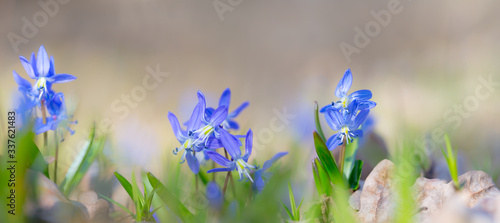 Fototapeta Naklejka Na Ścianę i Meble -  closeup blue snowdrop scilla flowers in a forest, outdoor spring background