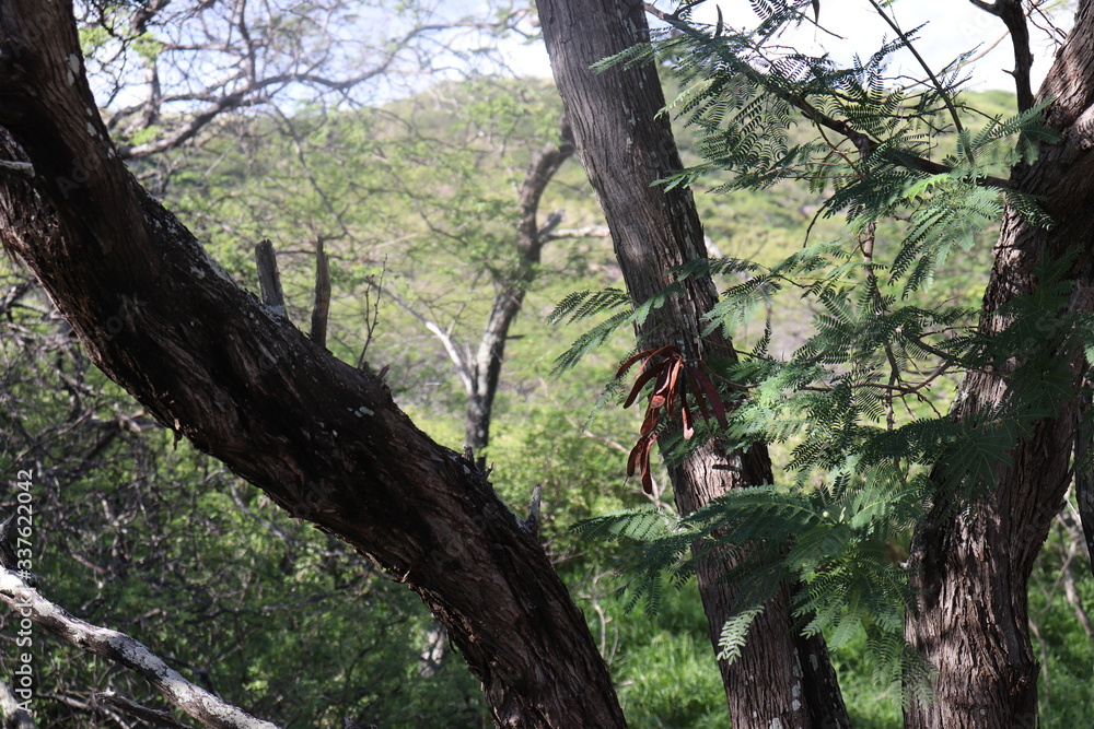 Fototapeta premium Honolulu Diamond head and Honolulu beach