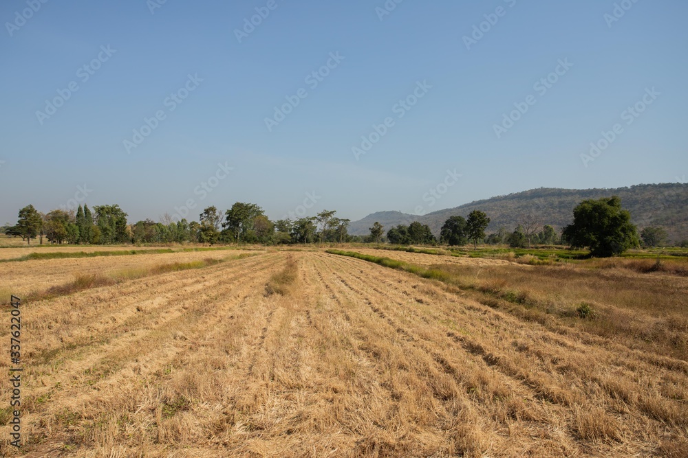 Dry rice husk , thailand