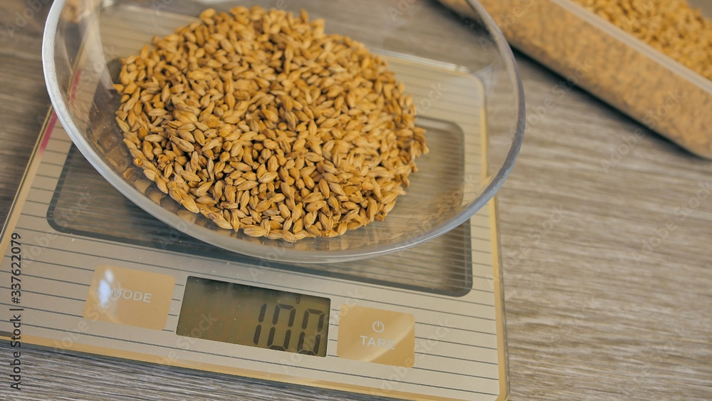 Measuring weight of the malt before we will crush the malt, homebrewing - obrazy, fototapety, plakaty 
