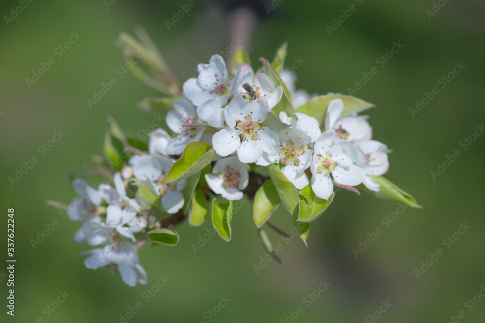 closeup apple tree branch in a blossom, good for spring outdoor background