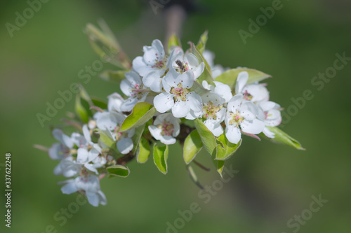 closeup apple tree branch in a blossom  good for spring outdoor background