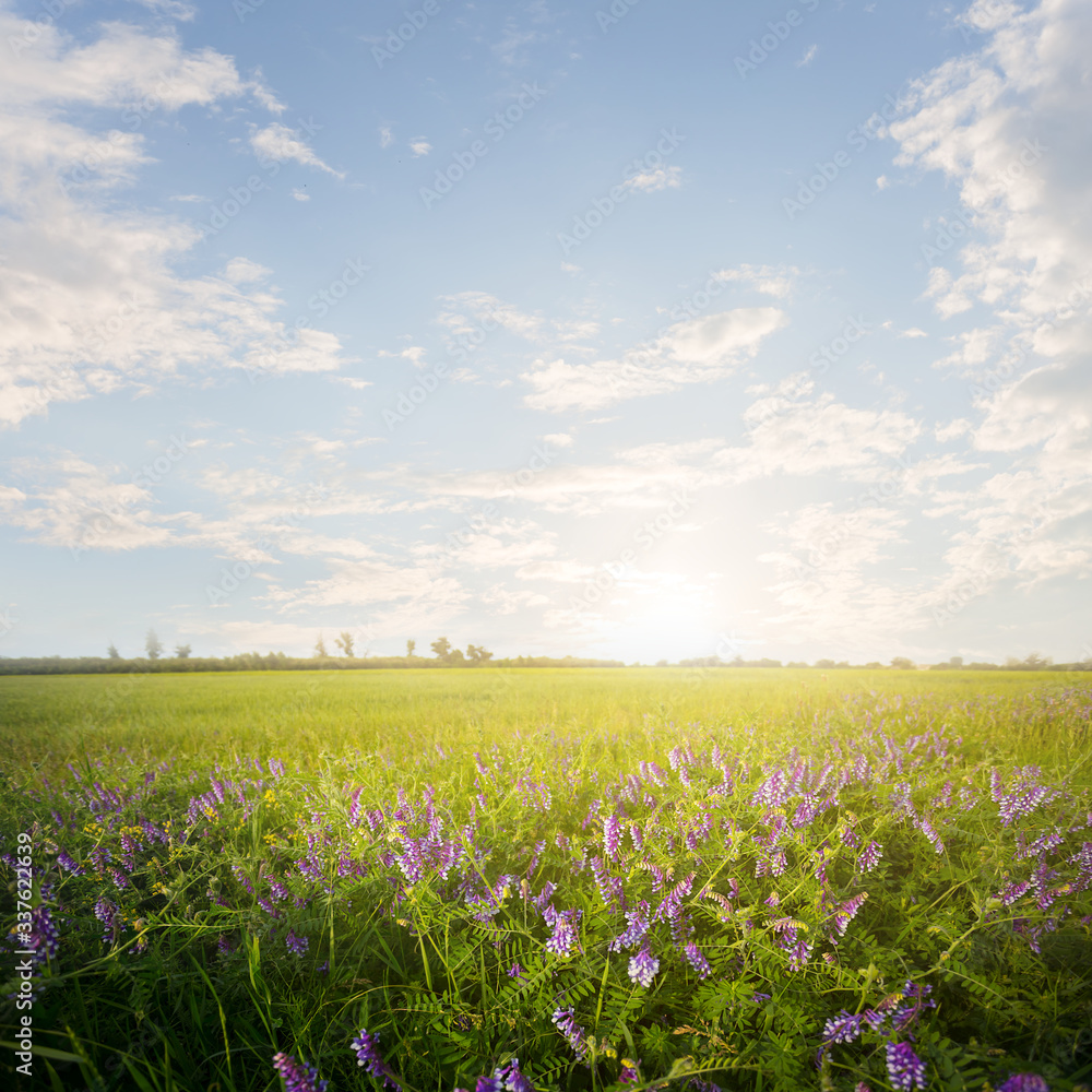 beautiful green prairie with flowers at the sunset