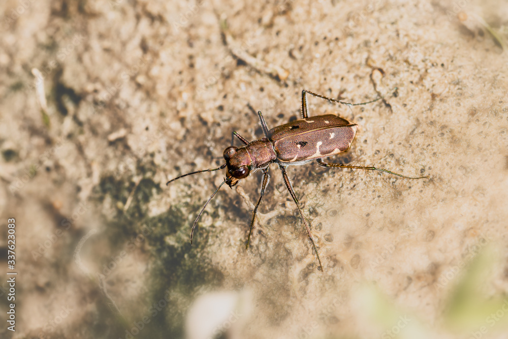 Macro view from above, beetle Cicindela hybrida, hunting on a mud raft Macro view from above, beetle Cicindela hybrida, hunting on a mud raft
