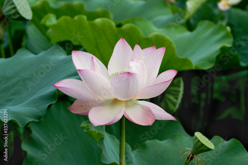 The lotus in full bloom in summer