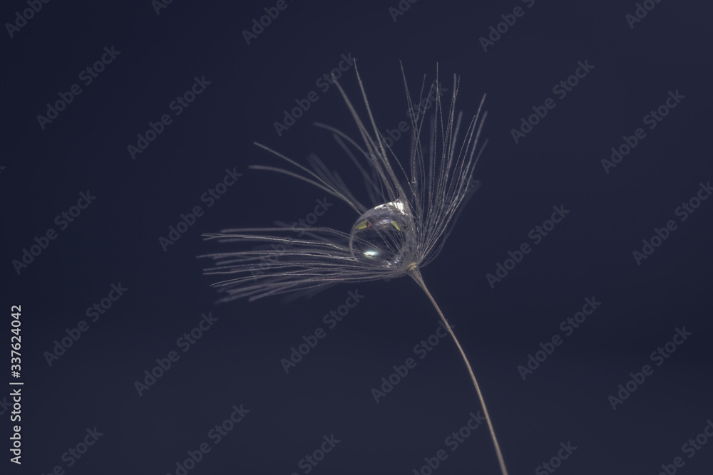 Obraz premium dandelion seed water drop