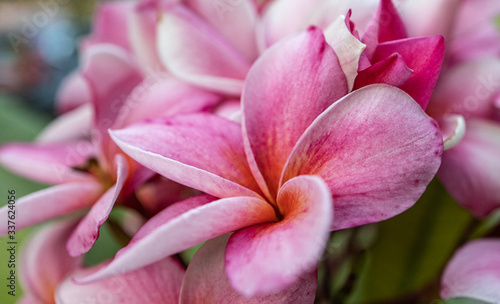 Pink Plumeria flowers close up with beautiful petals