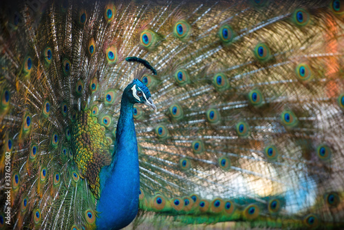 Magnificent Peacock 