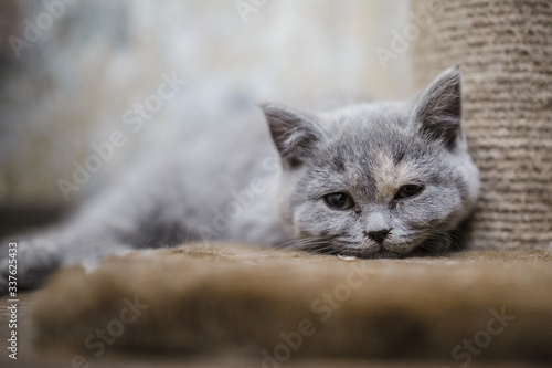 A grey kitten of the British breed is lying at the scratching post