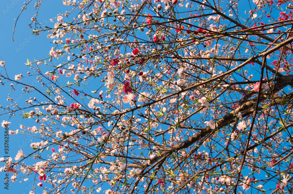 ハナモモ 花桃 桃の花 桃 Peachblossom ハナモモ 花桃 桃の花 桃 Peachblossom