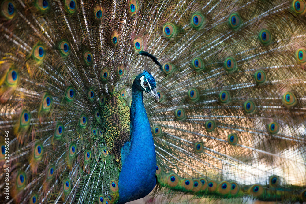 Naklejka premium Magnificent Peacock