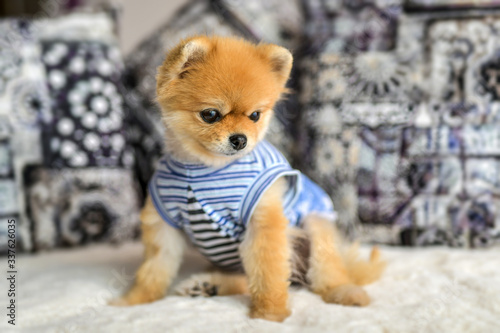 Pomeranian dogs Boo