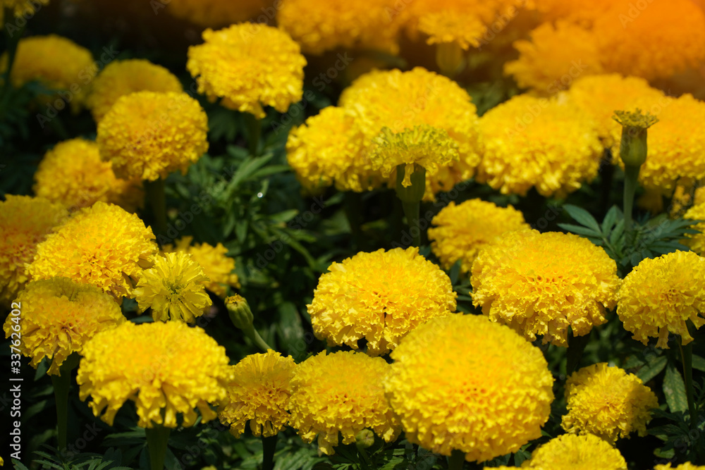Marigolds shades of yellow and orange, Floral background Marigolds shades of yellow and orange, Floral background