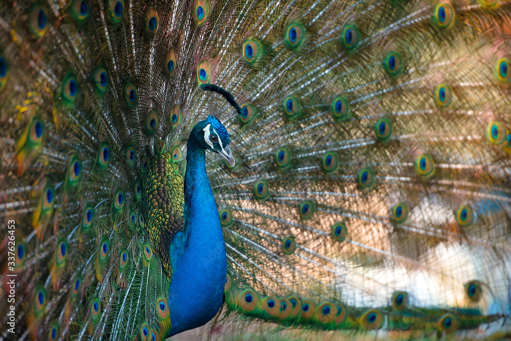 Obraz premium Magnificent Peacock 