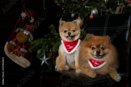 Pomeranian dogs Boo
