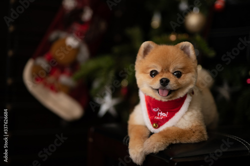 Pomeranian dogs Boo