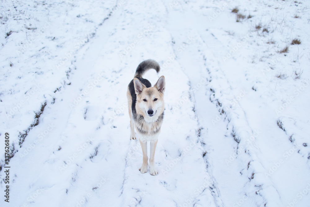 Mixed breed dog outside in winter meadow Mixed breed dog outside in winter meadow