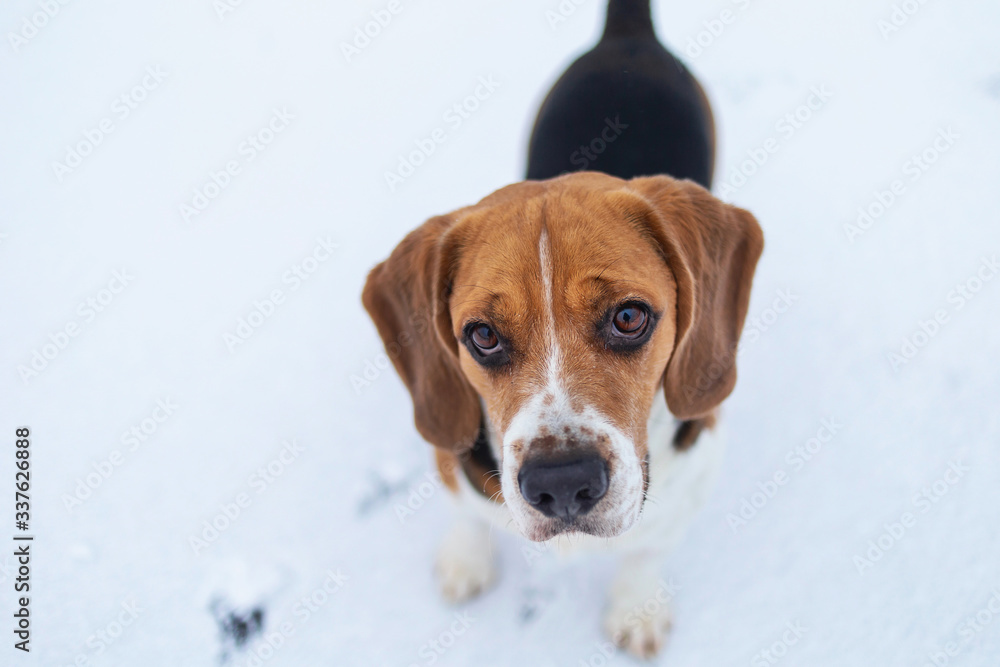Dog breed Beagle standing in winter meadow