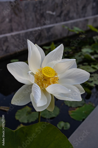White lotus flower fully open with yellow pollens  in the water garden or pond