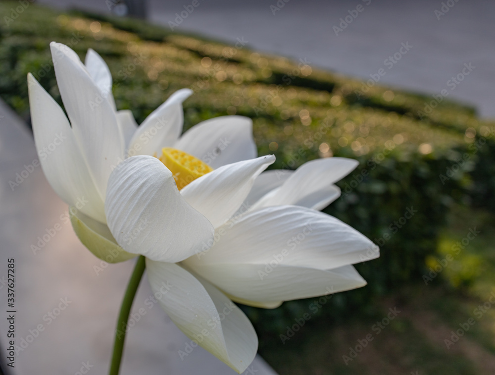 White lotus flower fully open with yellow pollens in the water garden or pond White lotus flower fully open with yellow pollens in the water garden or pond