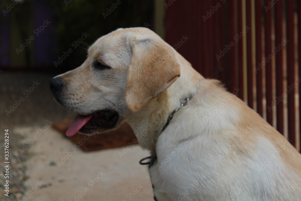 Golden Labradar Dog Golden Labradar Dog