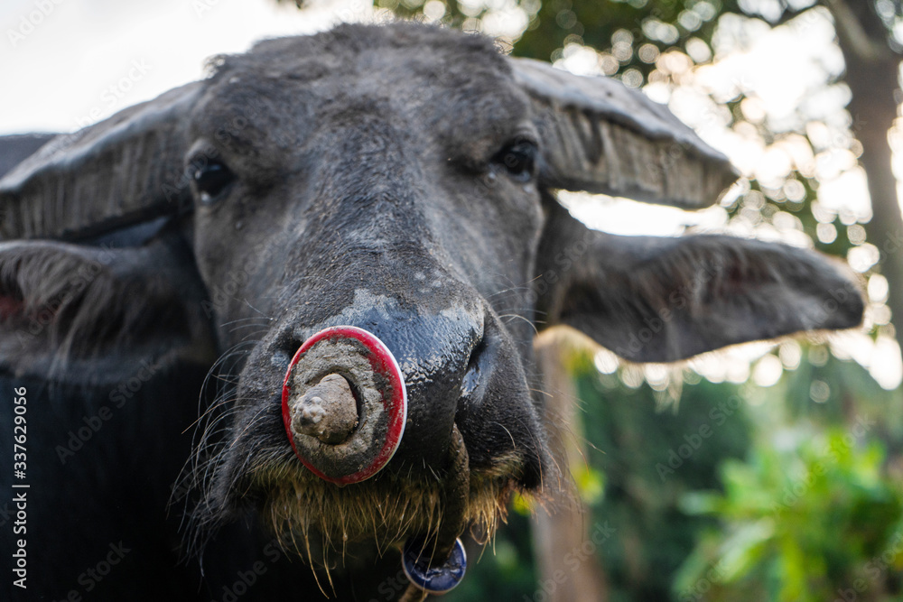 Black buffalo grazes in a meadow in the tropical jungle