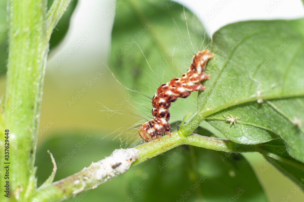 Worm in the garden of Thailand  