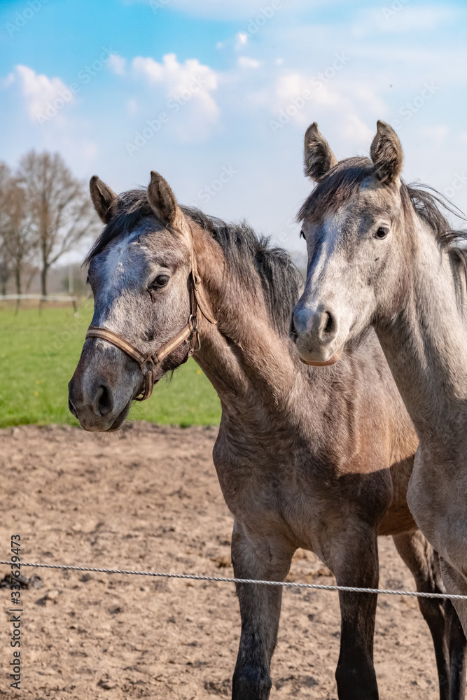 Two jumping horses stallions heads, they are close to each other. In grey color Two jumping horses stallions heads, they are close to each other. In grey color