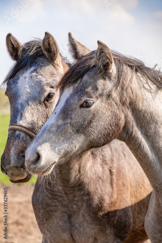 Two jumping horses stallions heads, they are close to each other. In grey color