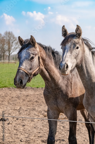 Fototapeta Naklejka Na Ścianę i Meble -  Two jumping horses stallions heads, they are close to each other. In grey color