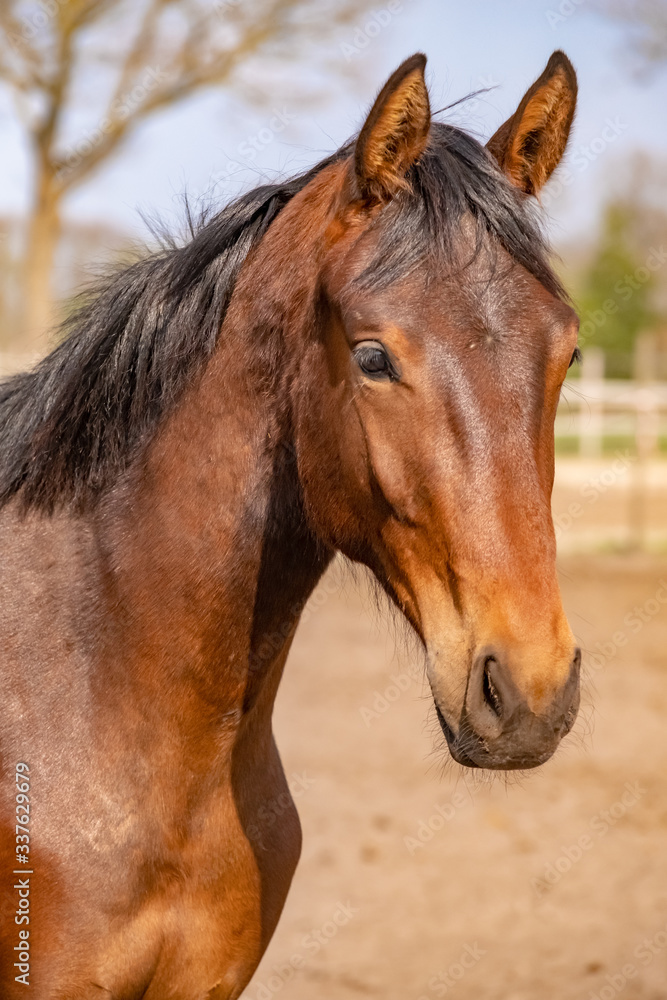 Shot of a beautiful young jumping horse head in front, brown color. Shot of a beautiful young jumping horse head in front, brown color.