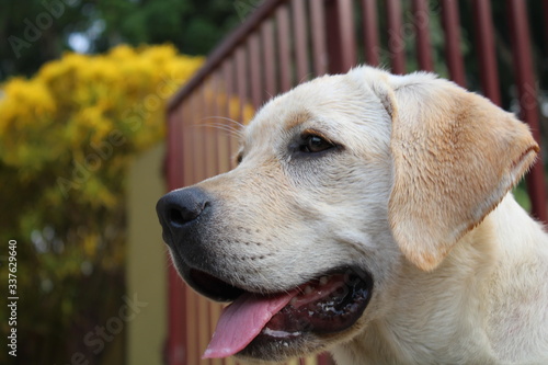 Golden Labradar Dog