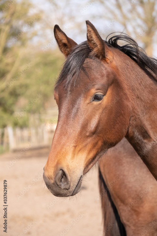 Shot of a beautiful young jumping horse head in front, brown color.