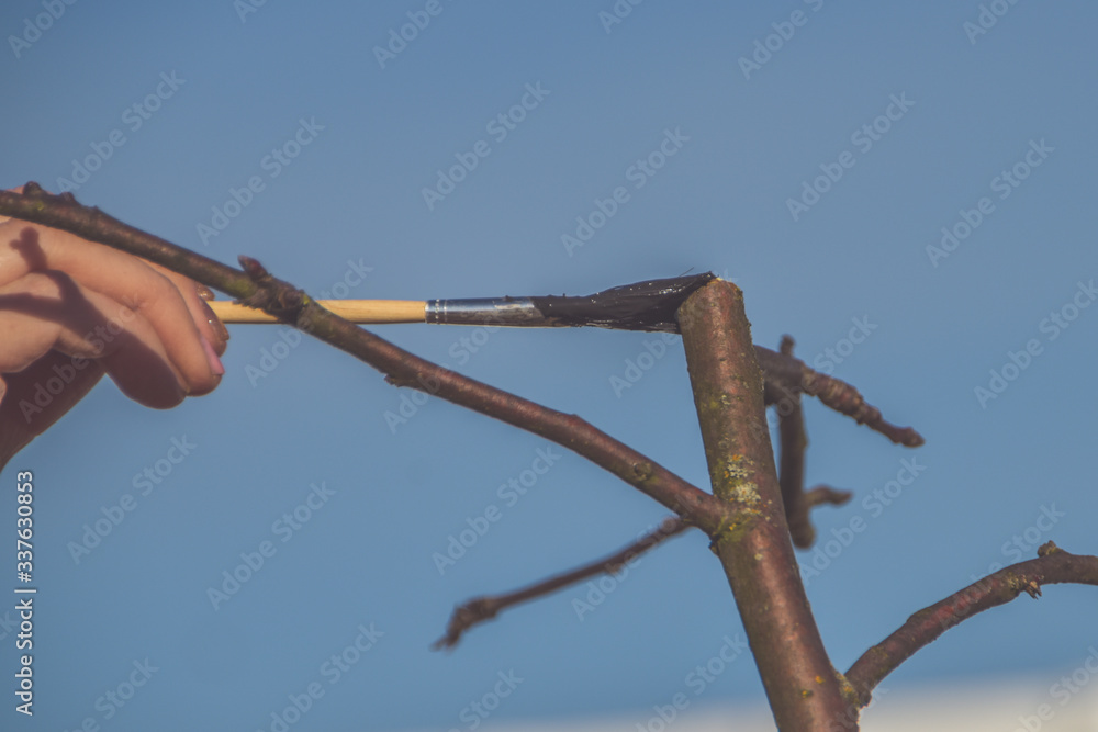 gardener protects the sections of trees from pests. gardener protects the sections of trees from pests.