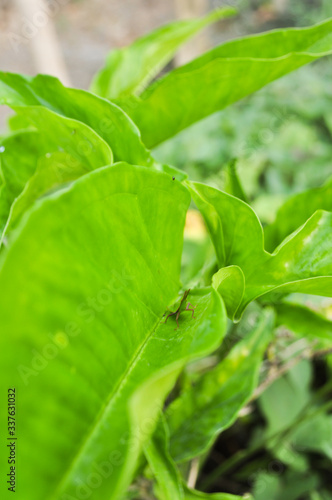 close up green © Porto