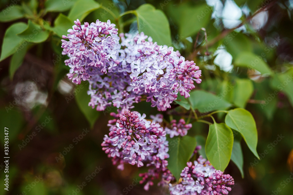 Lilac is blossoming. Spring background. Lilac is blossoming. Spring background.
