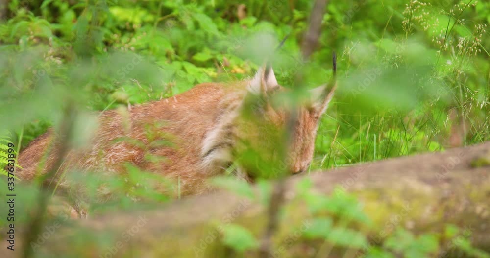 Lynx seen through plants in forest Lynx seen through plants in forest