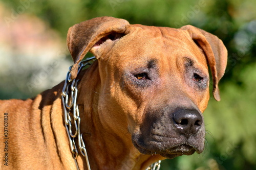 American Redhaired Pit Bull Terrier on the nature