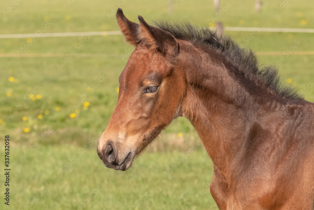 a young sport foal standing free on a spring meadow a young sport foal standing free on a spring meadow