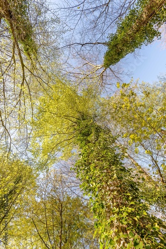 schönheit Wipfel Bäume mit frischen Blättern im Frühling