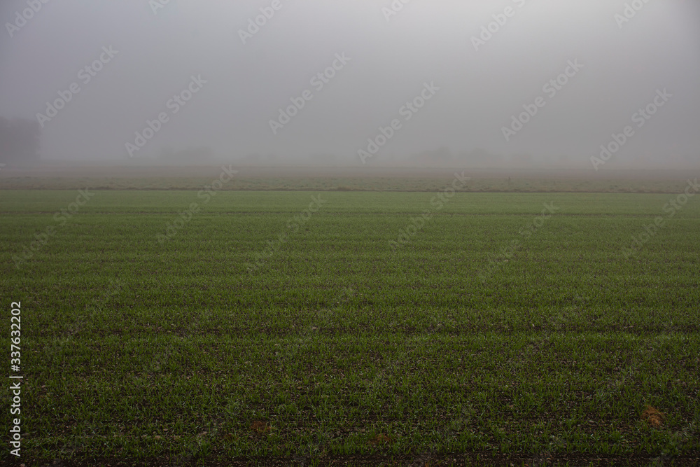 Obraz premium green field in the mist