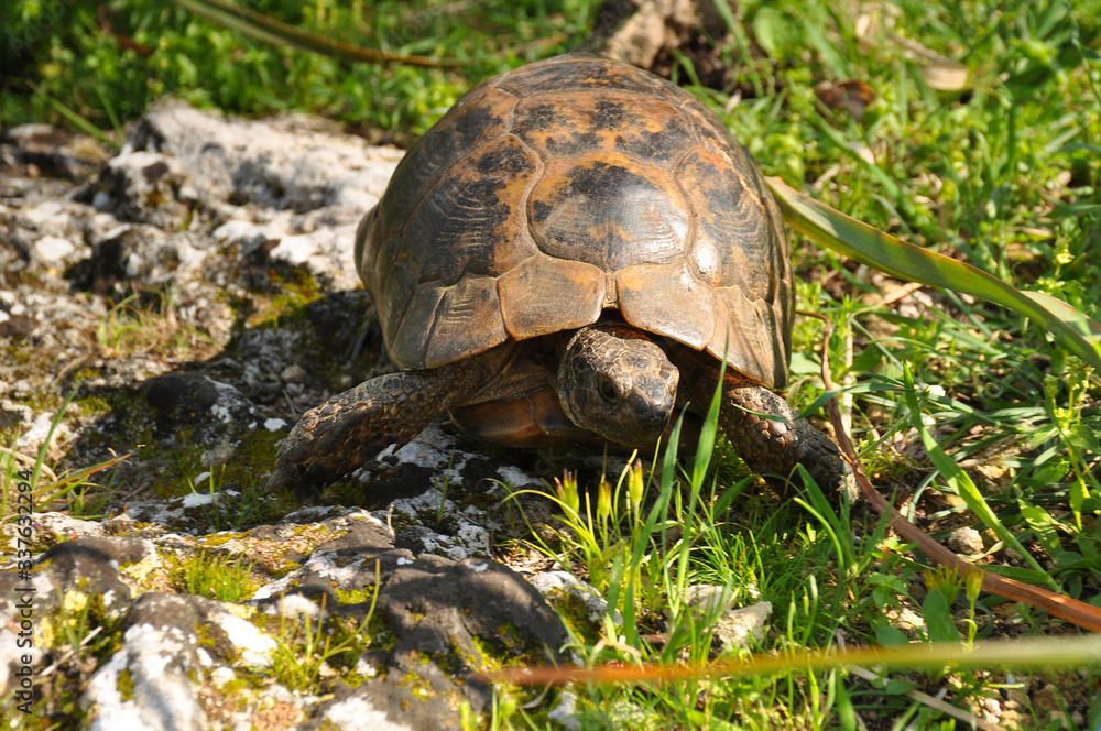 Land turtle in wild close-up. Animals, reptiles, nature