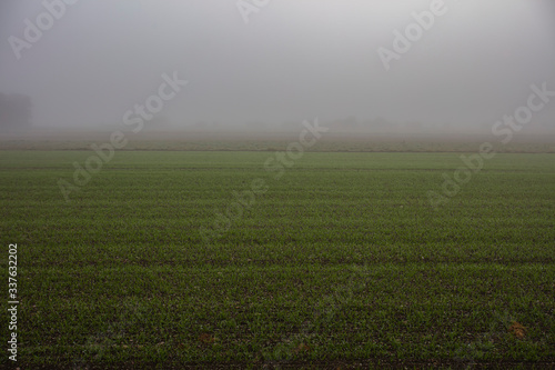 green field in the mist