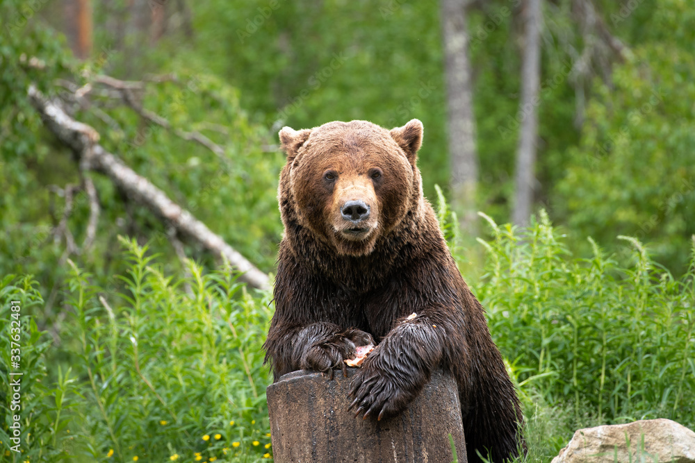 Brown bear on carcass. Brown bear eating salmon in Finland. Brown bear on carcass. Brown bear eating salmon in Finland.