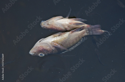 Dead tilapia fish float tip over in bad water