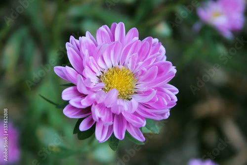close-up of a delicate lilac Aster flower